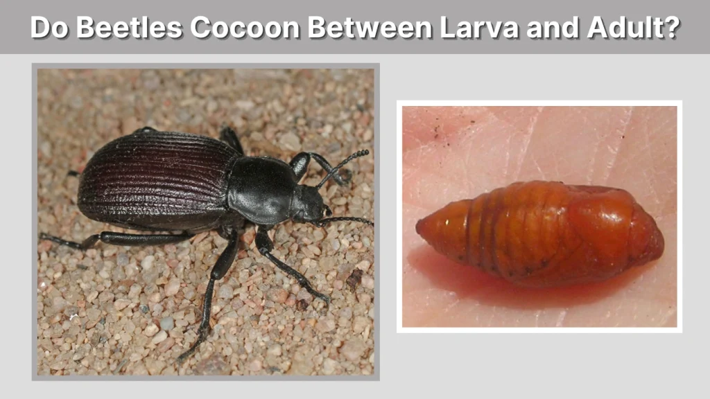Do Beetles Cocoon Between Larva and Adult
