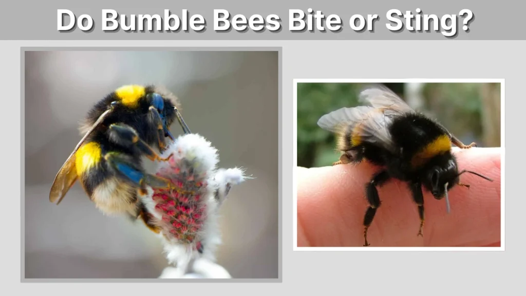 Do Bumble Bees Bite or Sting