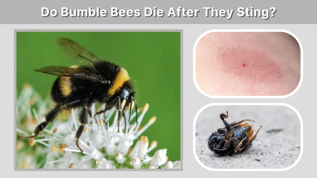 Do Bumble Bees Die After They Sting