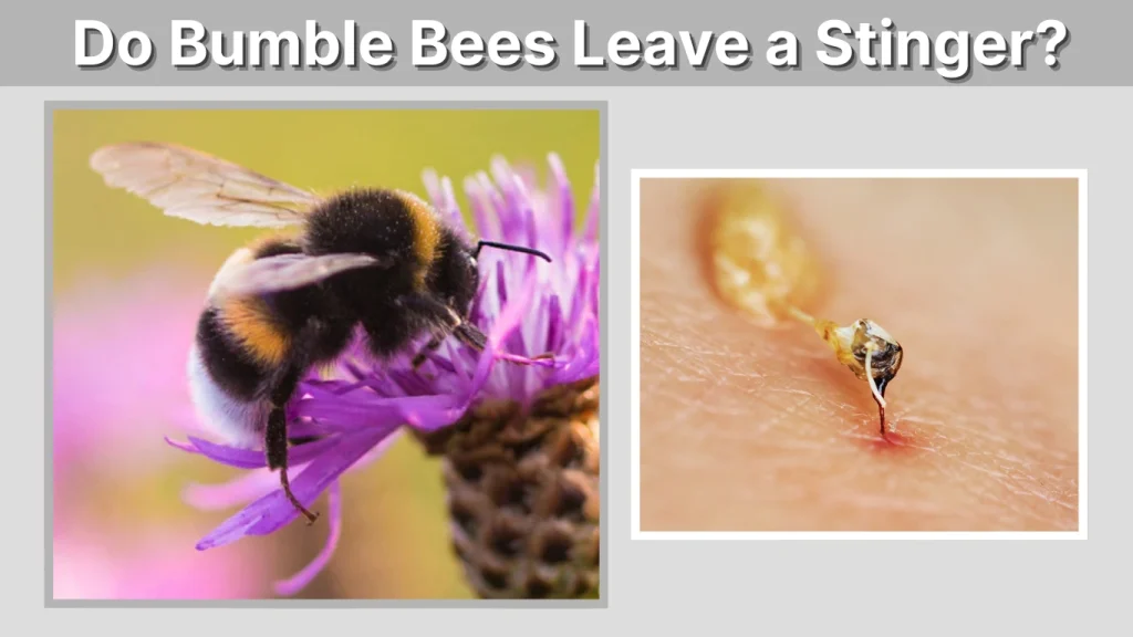 Do Bumble Bees Leave a Stinger