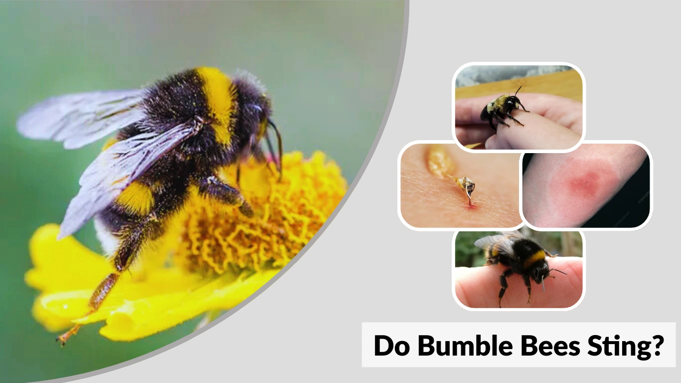 Do Bumble Bees Sting Full Guide to Pain, Safety & Behavior