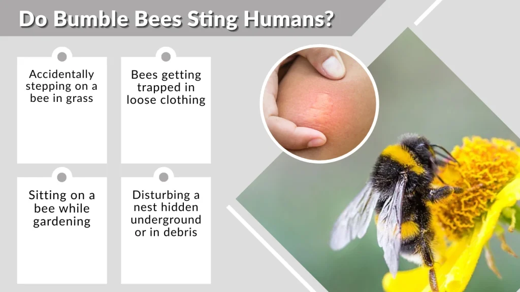 Do Bumble Bees Sting Humans
