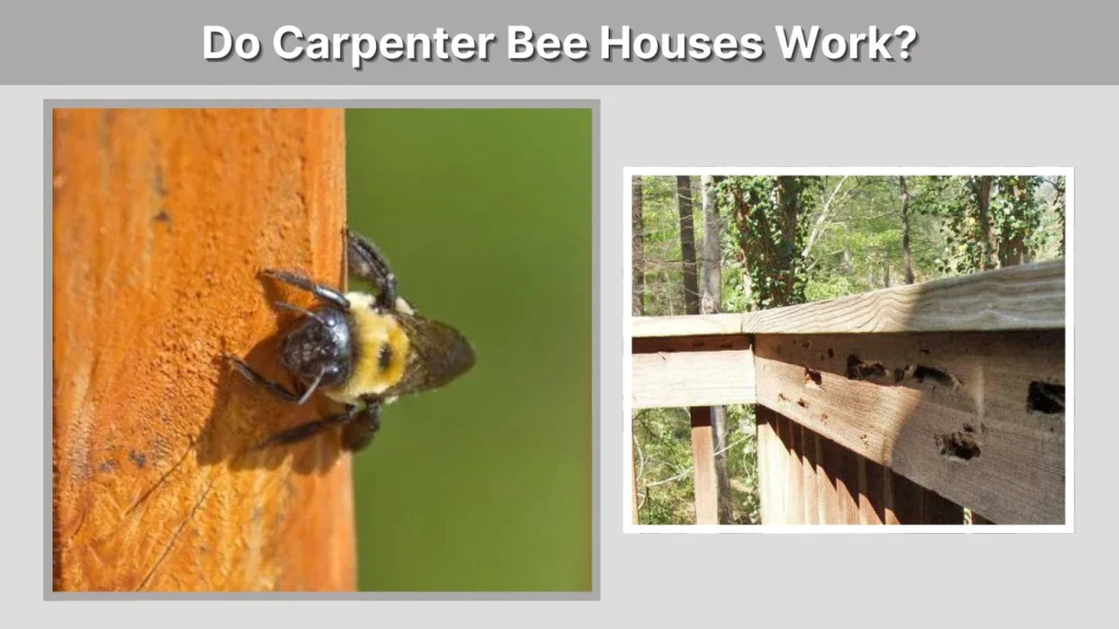 Do Carpenter Bee Houses Work