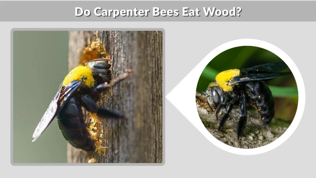 Do Carpenter Bees Eat Wood