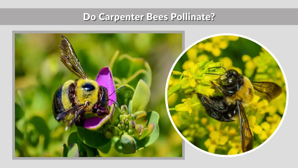 Do Carpenter Bees Pollinate