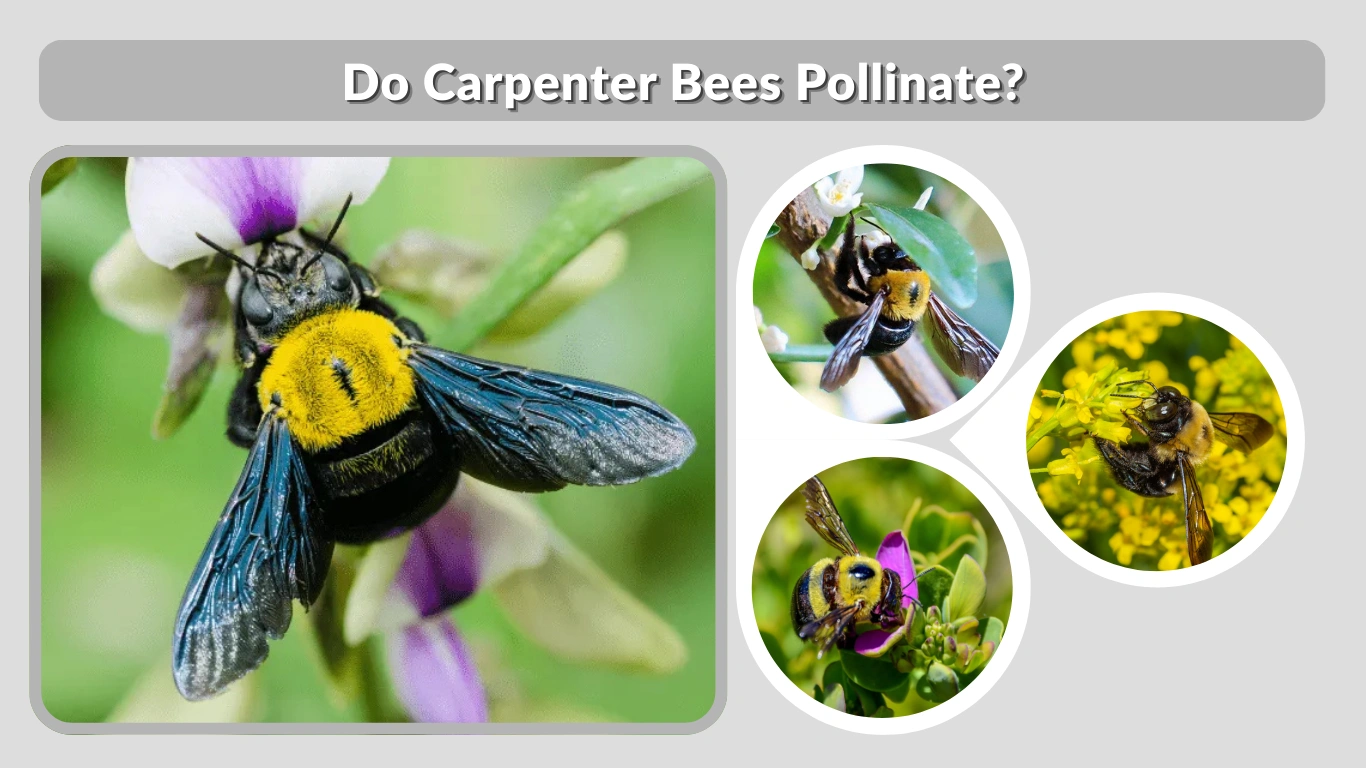 Do Carpenter Bees Pollinate Full Guide to Their Role in Nature