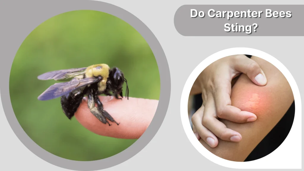 Do Carpenter Bees Sting