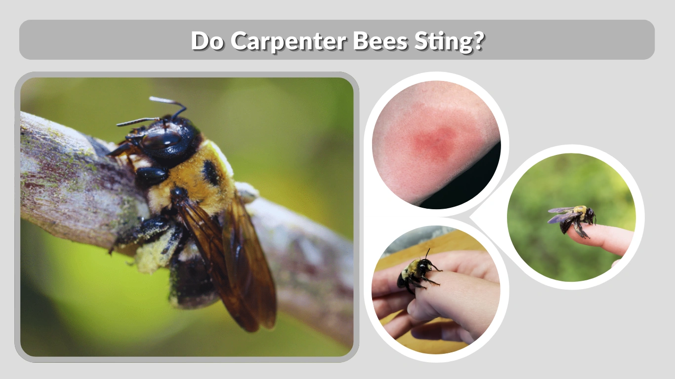 Do Carpenter Bees Sting Safety, Behavior & Treatment Guide