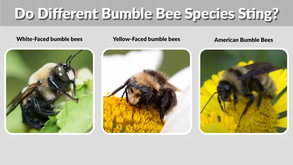 Do Different Bumble Bee Species Sting