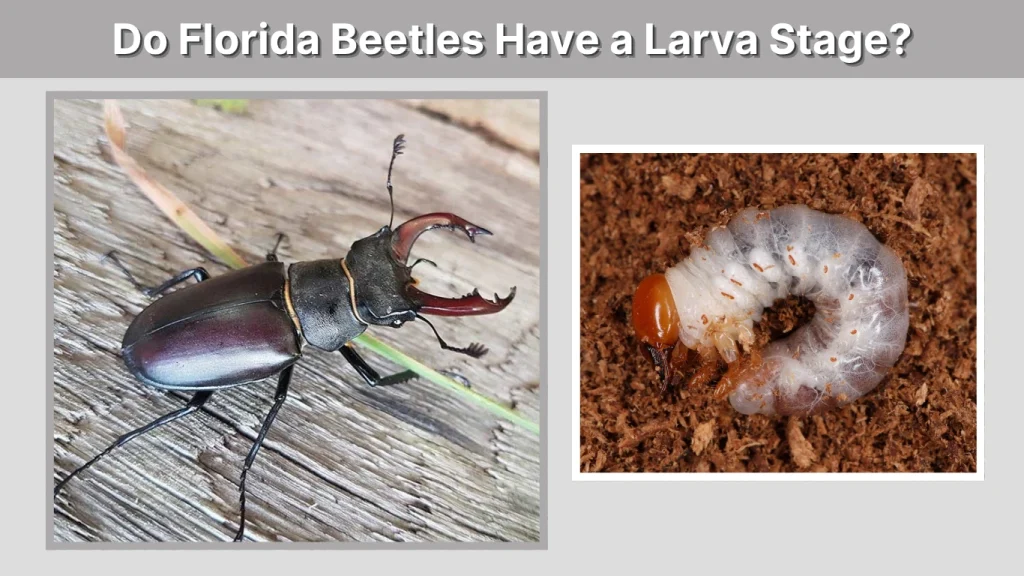 Do Florida Beetles Have a Larva Stage