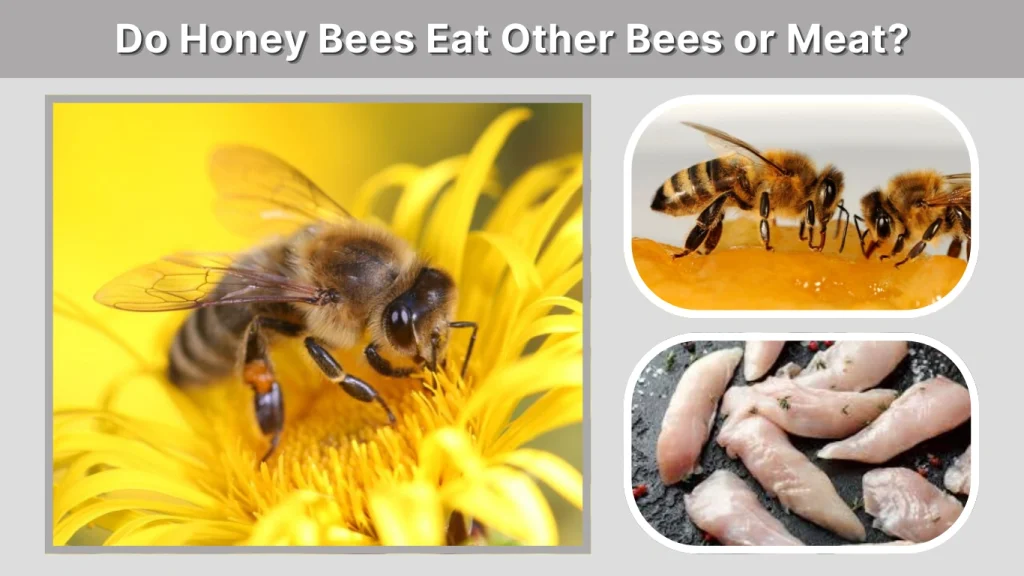 Do Honey Bees Eat Other Bees or Meat