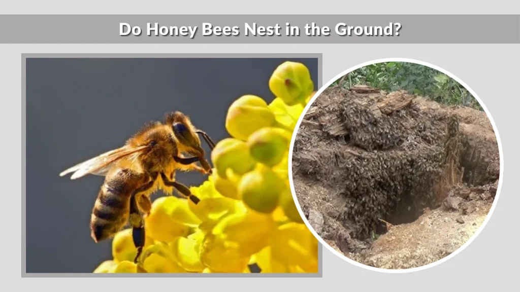 Do Honey Bees Nest in the Ground