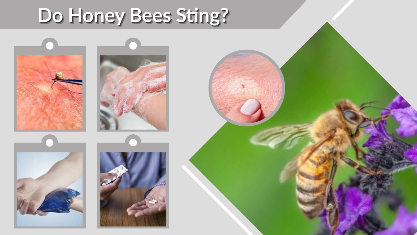 Do Honey Bees Sting Facts, Reasons & Safety Tips
