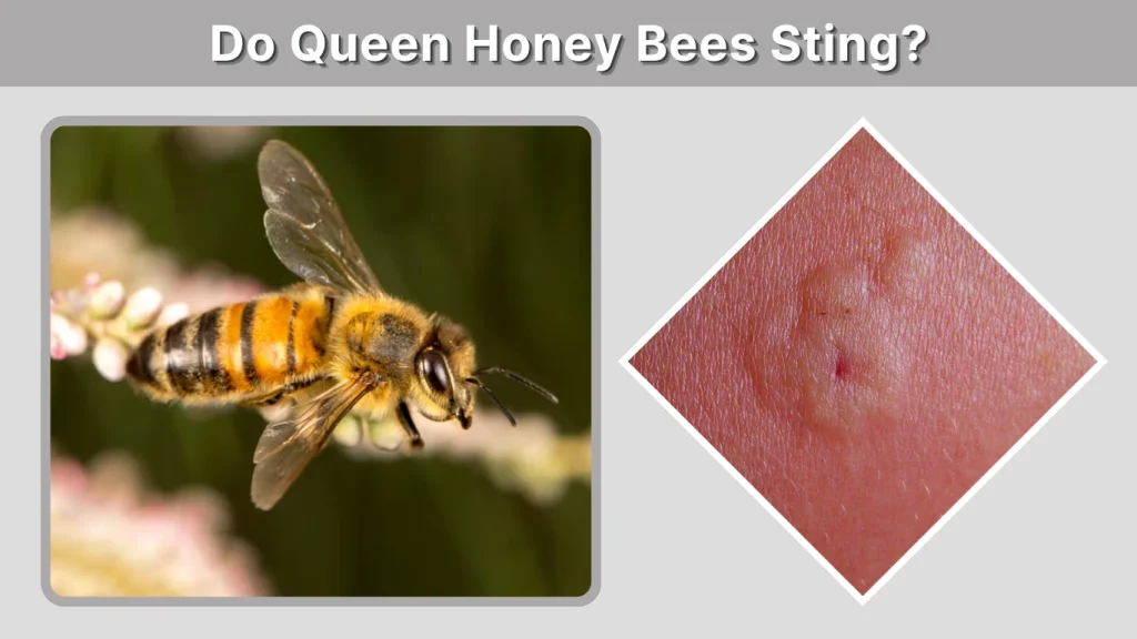 Do Queen Honey Bees Sting