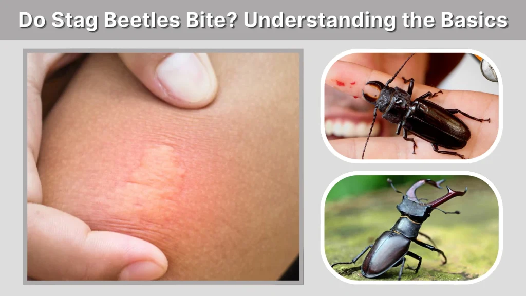 Do Stag Beetles Bite Understanding the Basics
