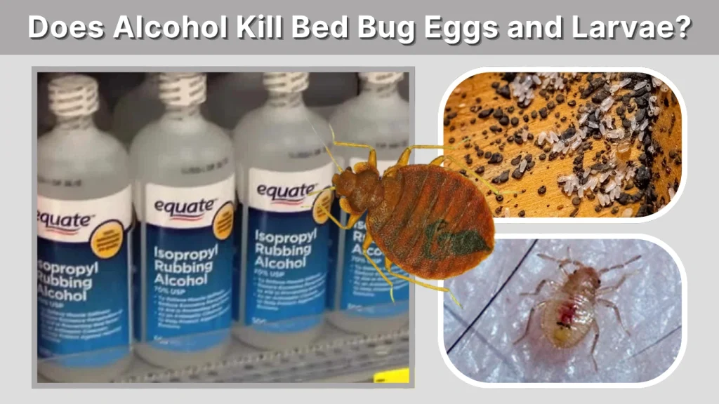 Does Alcohol Kill Bed Bug Eggs and Larvae