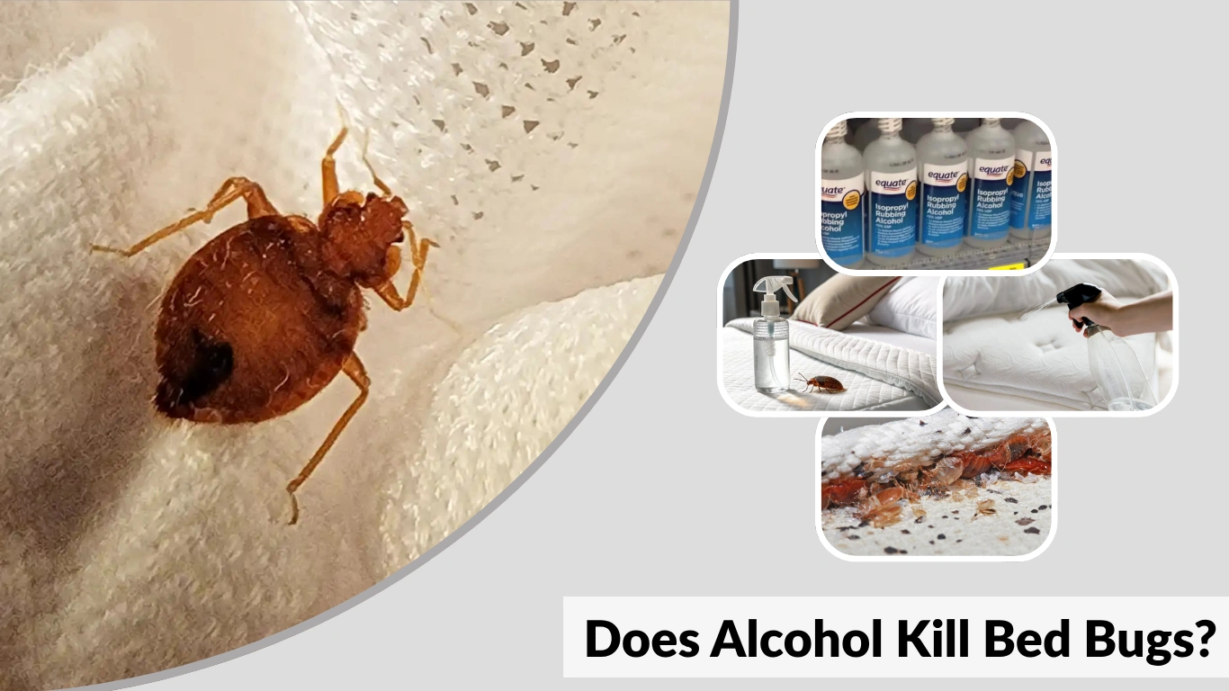 Does Alcohol Kill Bed Bugs Complete Guide and Effectiveness