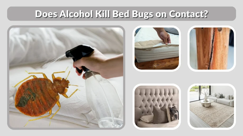 Does Alcohol Kill Bed Bugs on Contact