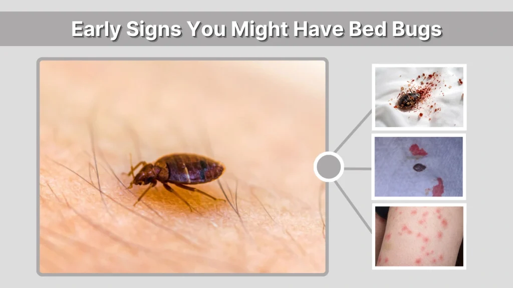 Early Signs You Might Have Bed Bugs