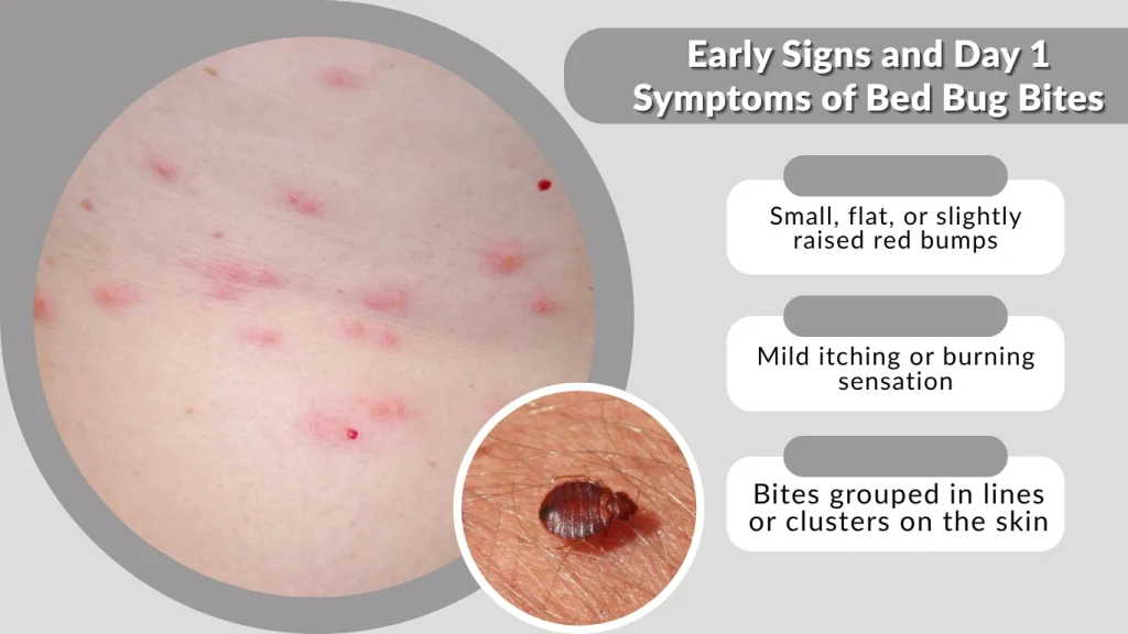 Early Signs and Day 1 Symptoms of Bed Bug Bites