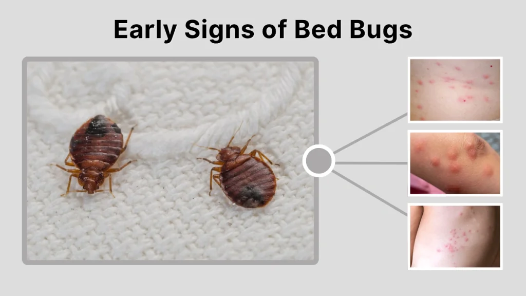 Early Signs of Bed Bugs