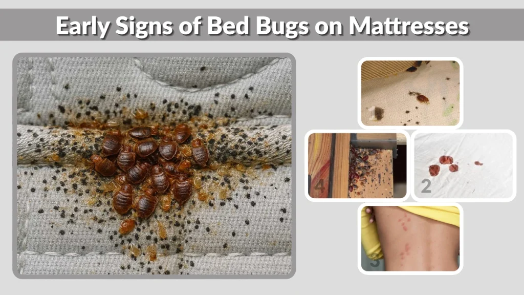 Early Signs of Bed Bugs on Mattresses