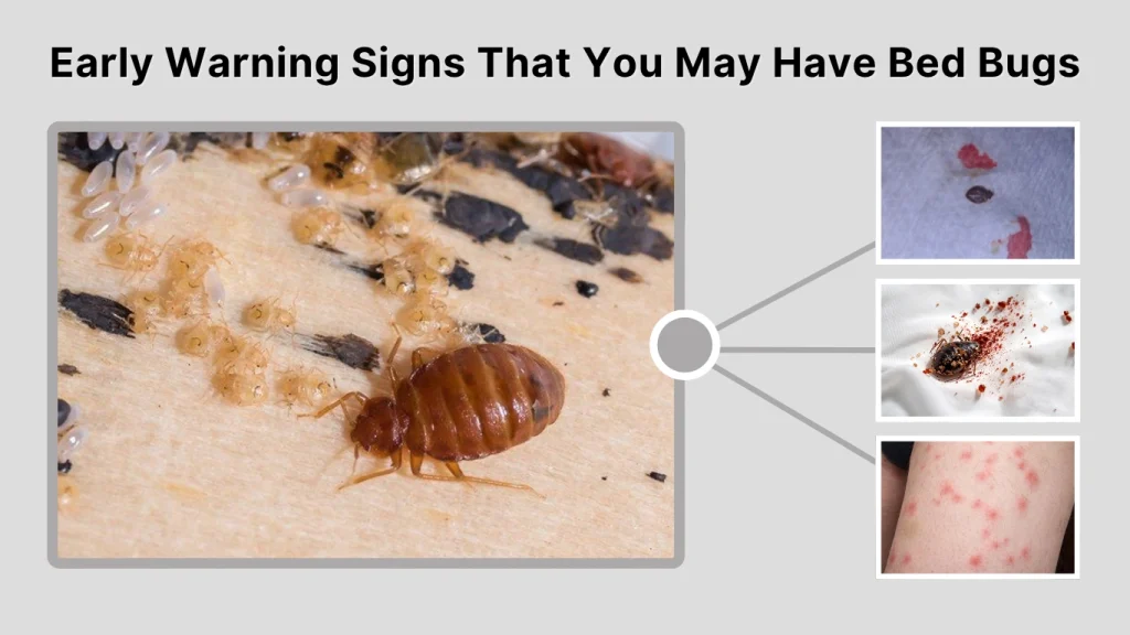 Early Warning Signs That You May Have Bed Bugs