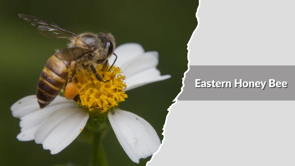 Eastern Honey Bee