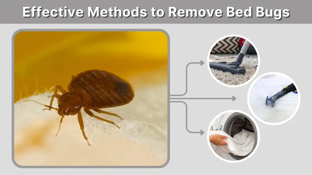 Effective Methods to Remove Bed Bugs