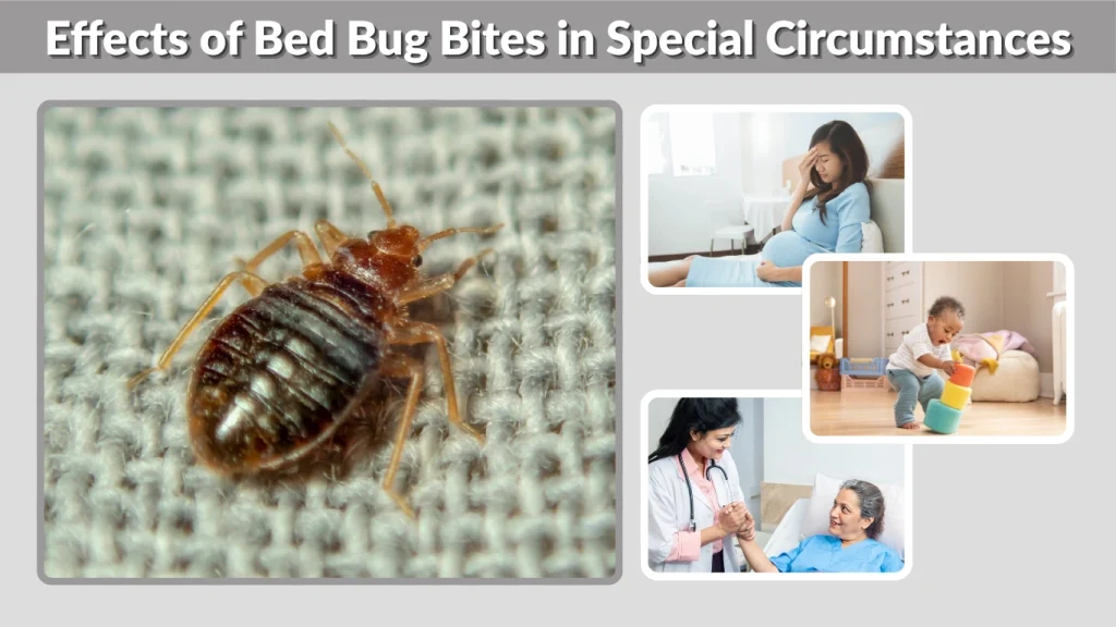 Effects of Bed Bug Bites in Special Circumstances