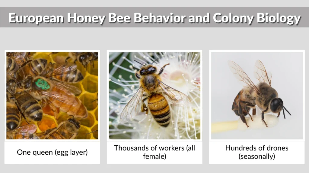 European Honey Bee Behavior and Colony Biology