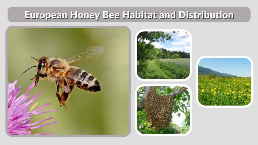 European Honey Bee Habitat and Distribution