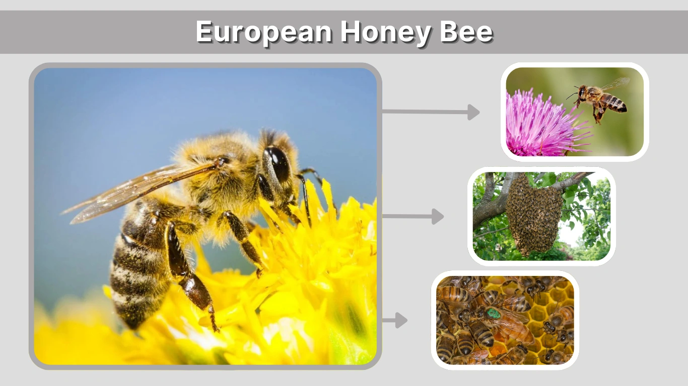 European Honey Bee Species, Traits & Complete Guide