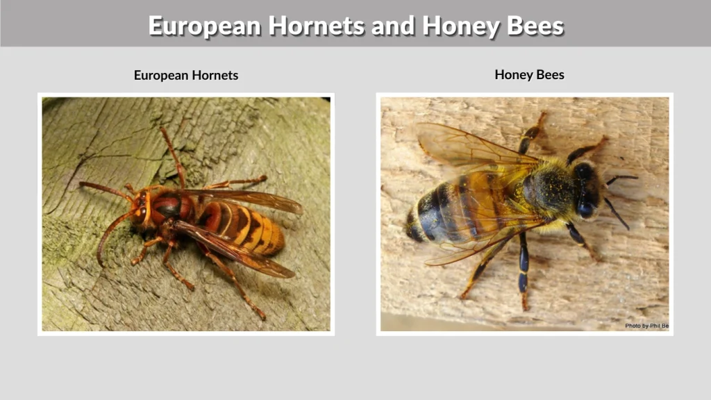 European Hornets and Honey Bees