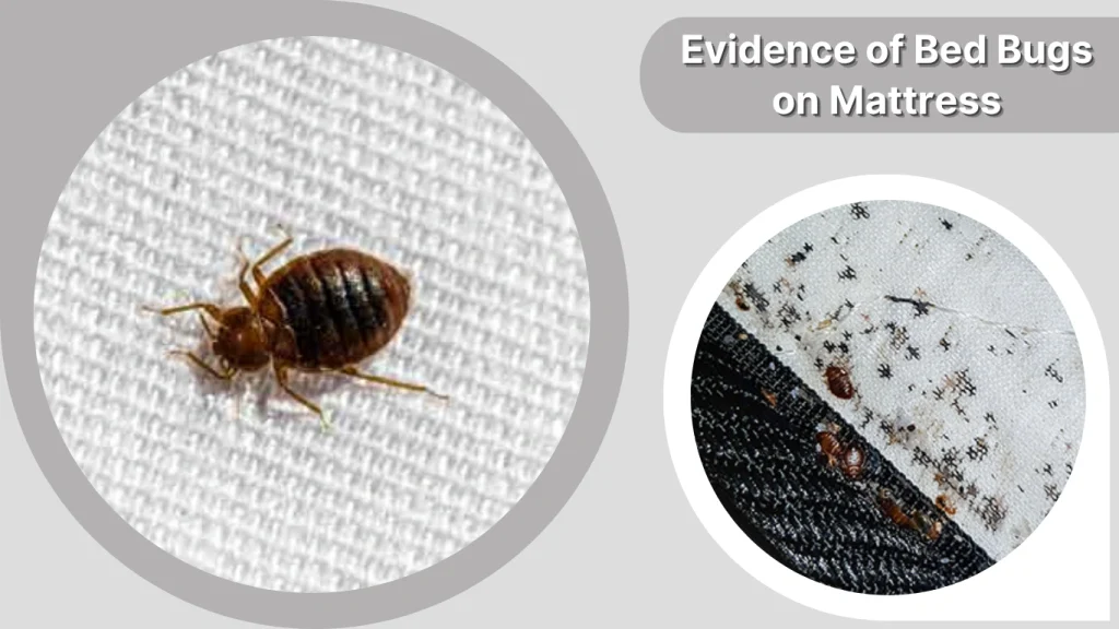 Evidence of Bed Bugs on Mattress