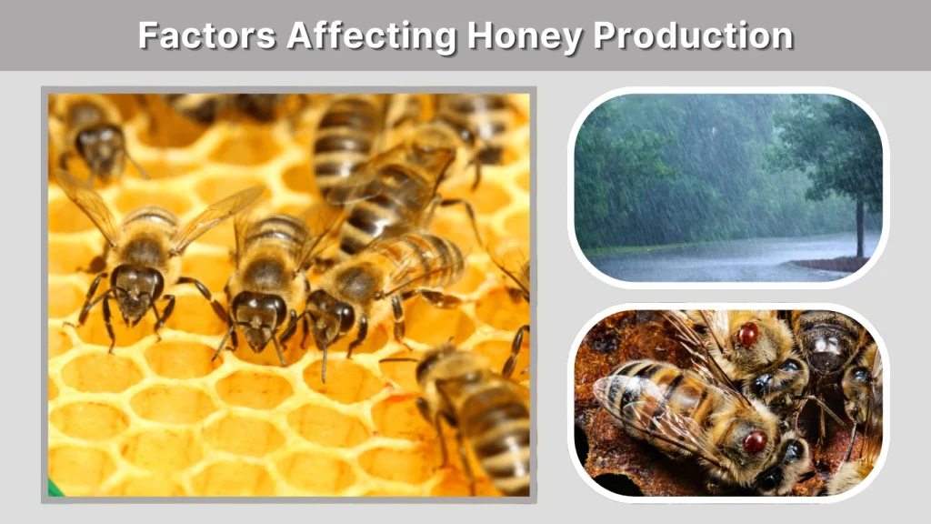 Factors Affecting Honey Production