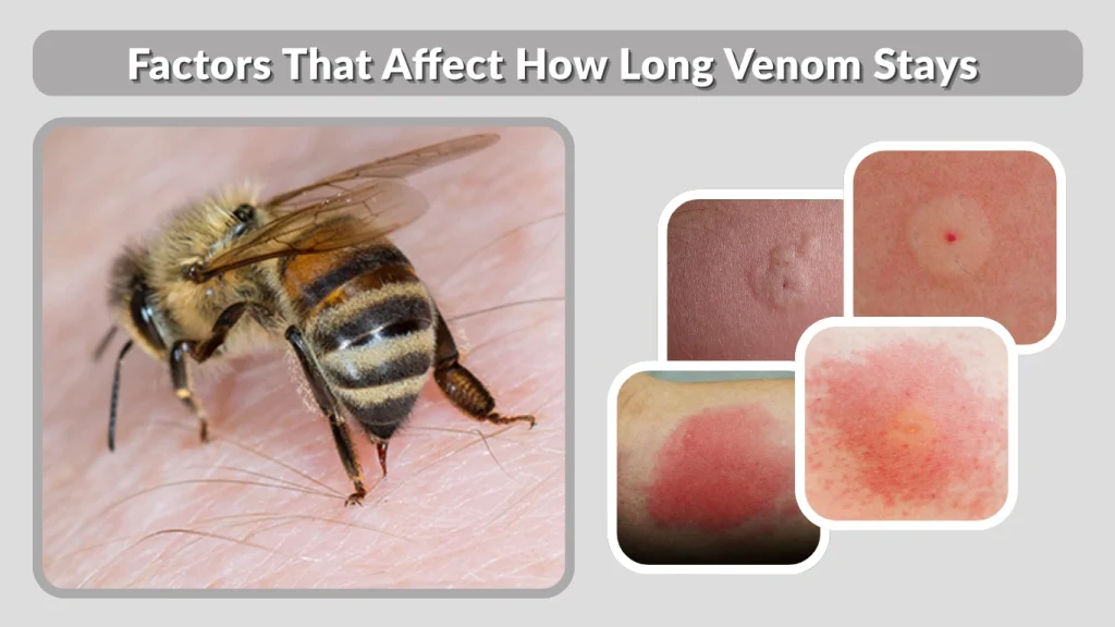 Factors That Affect How Long Venom Stays