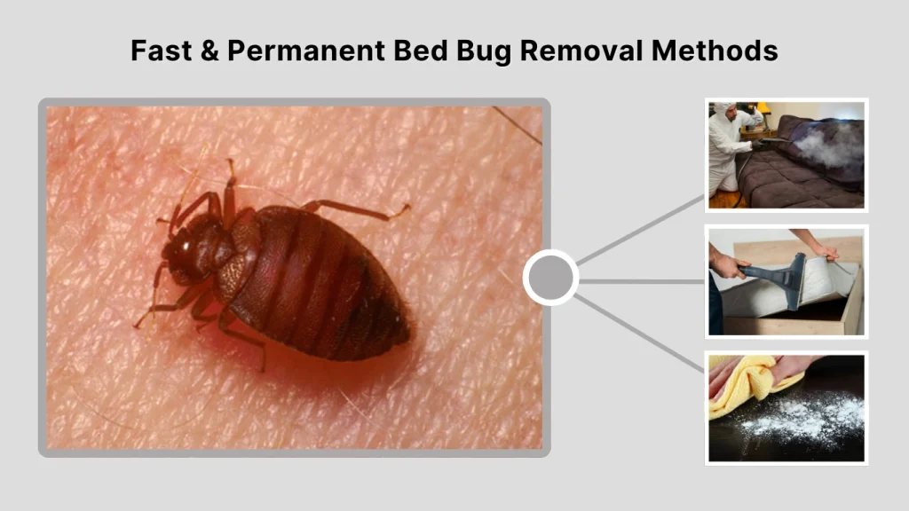 Fast & Permanent Bed Bug Removal Methods