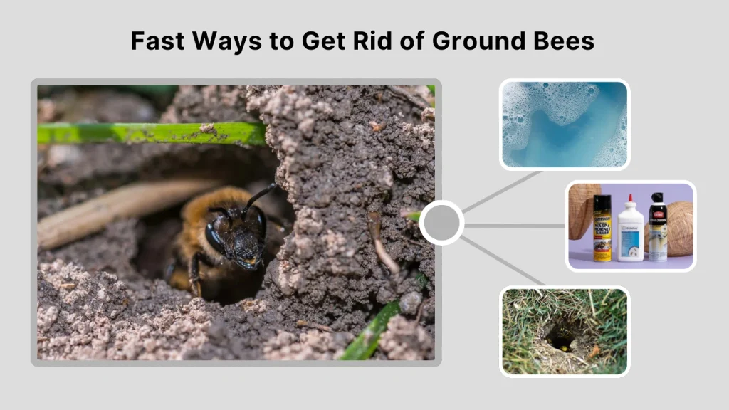 Fast Ways to Get Rid of Ground Bees