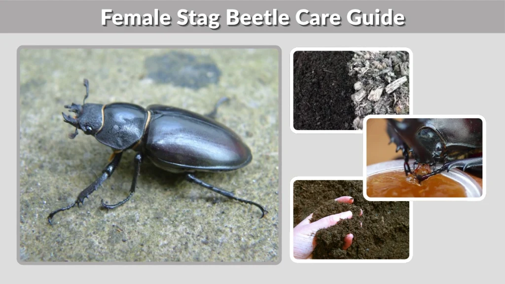 Female Stag Beetle Care Guide