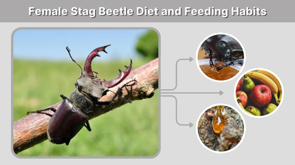 Female Stag Beetle Diet and Feeding Habits