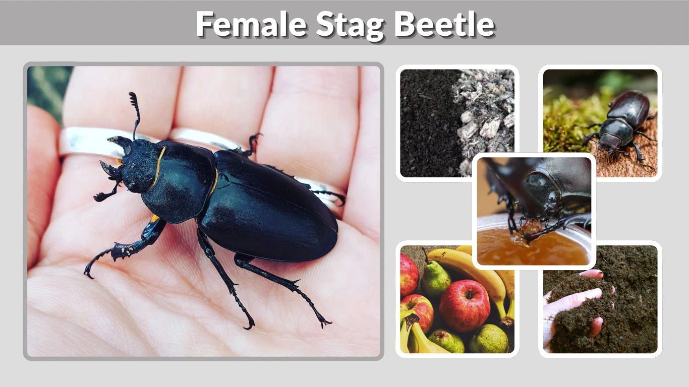 Female Stag Beetle Identification, Care & Key Facts
