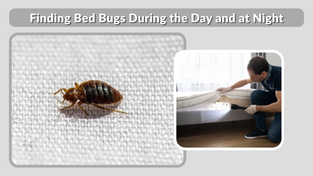 Finding Bed Bugs During the Day and at Night