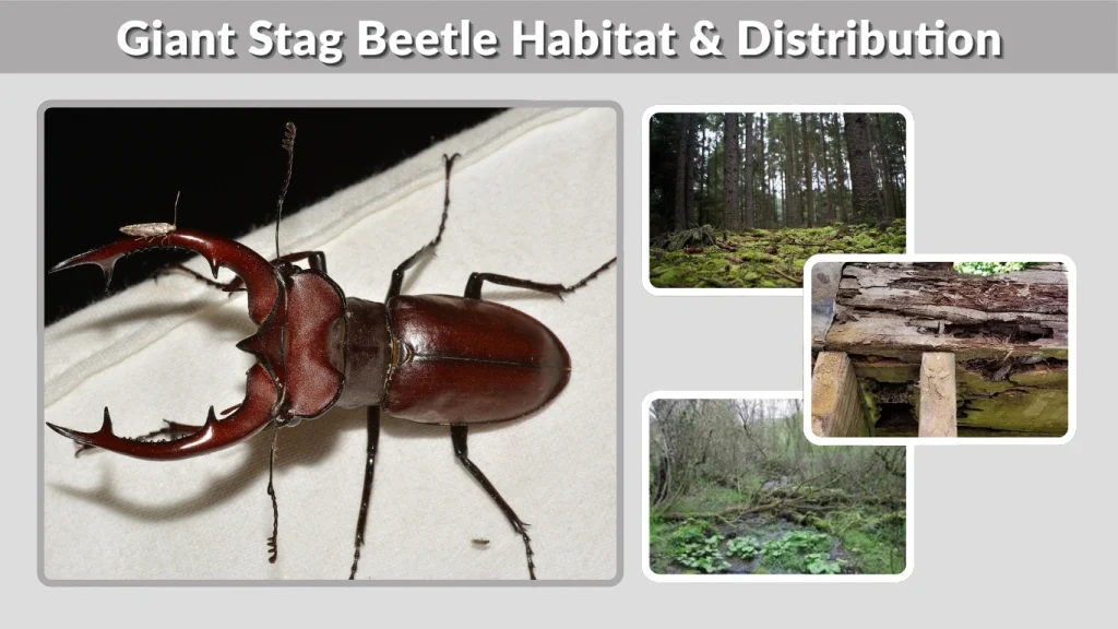 Giant Stag Beetle Habitat & Distribution