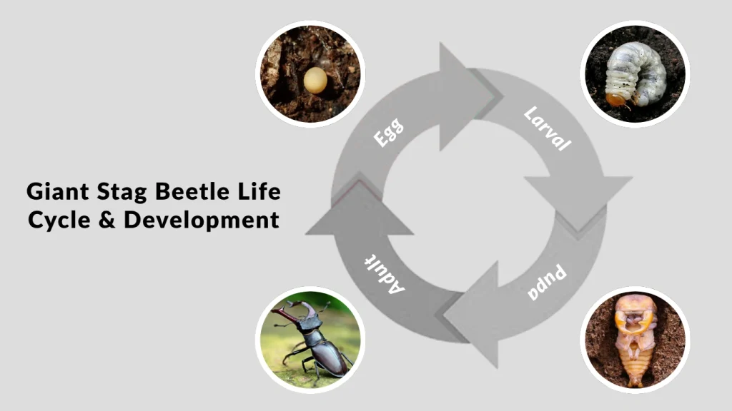 Giant Stag Beetle Life Cycle & Development