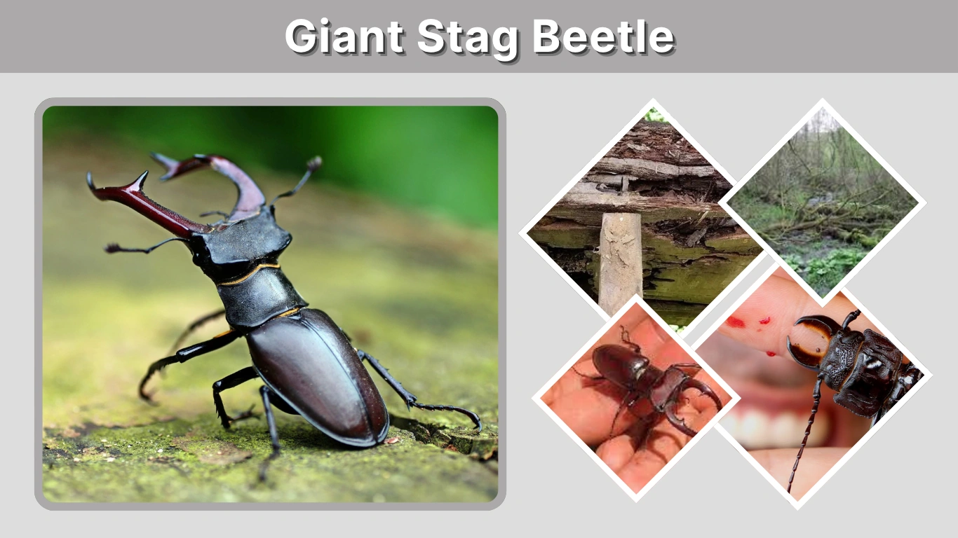 Giant Stag Beetle Size, Habitat, Diet & Life Cycle 