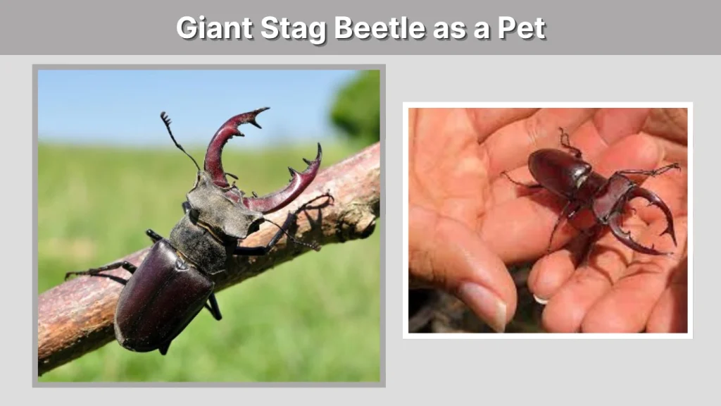 Giant Stag Beetle as a Pet