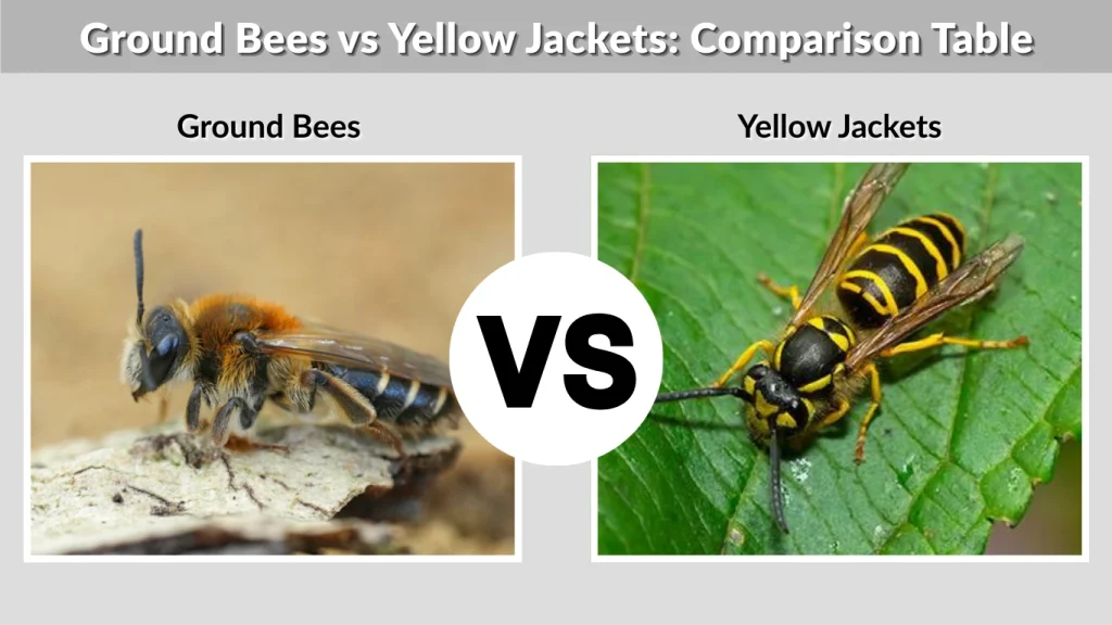 Ground Bees vs Yellow Jackets Comparison Table
