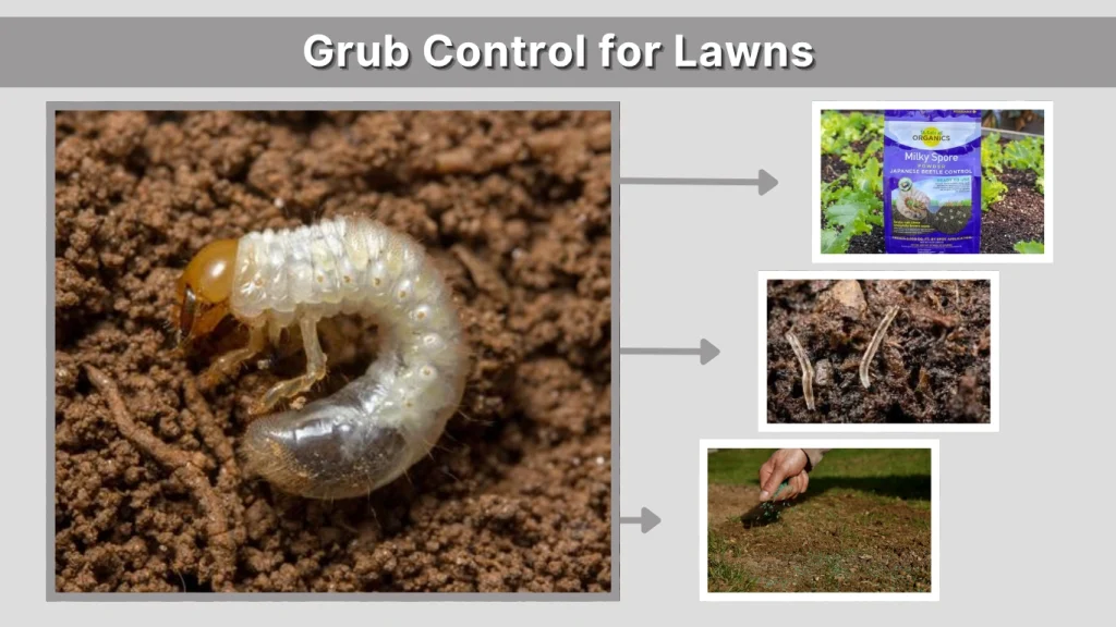 Grub Control for Lawns