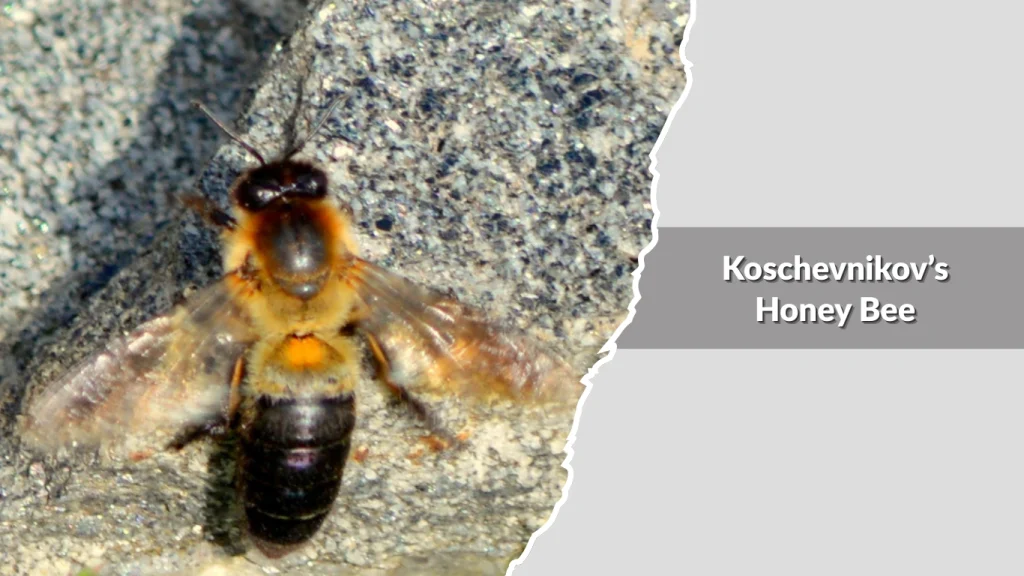 Himalayan Giant Honey Bee